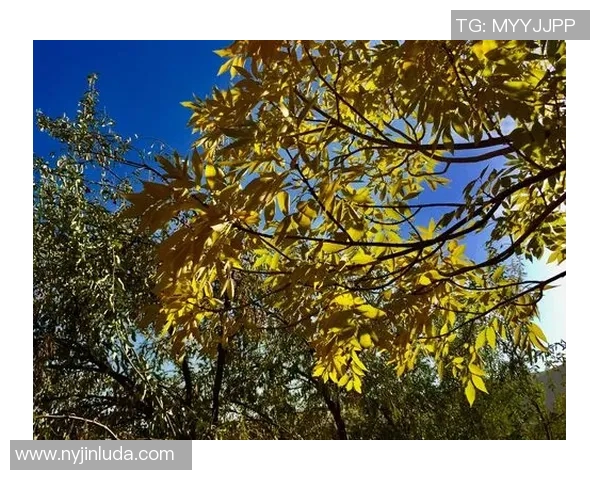 杨军谈攀岩之路:从初学者到顶尖高手的心路历程与挑战 杨军谈攀岩之路:从初学者到顶尖高手的心路历程与挑战